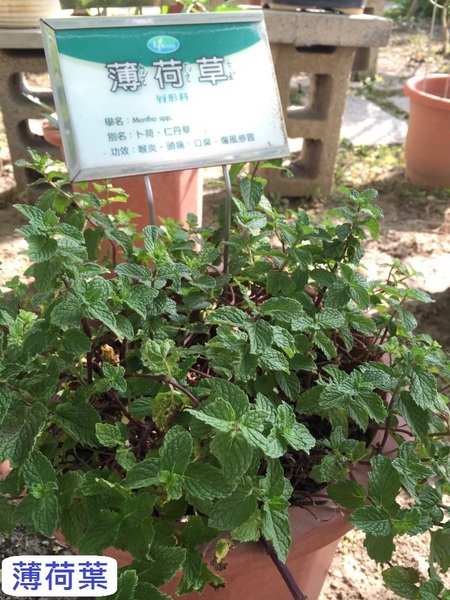 立康中草藥產業文化館-百草園：春遊~立康中草藥產業文化館 百草園