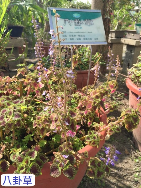 立康中草藥產業文化館-百草園：春遊~立康中草藥產業文化館 百草園