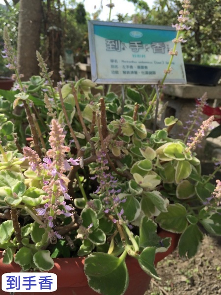 立康中草藥產業文化館-百草園：春遊~立康中草藥產業文化館 百草園