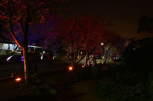 北投櫻花隧道39