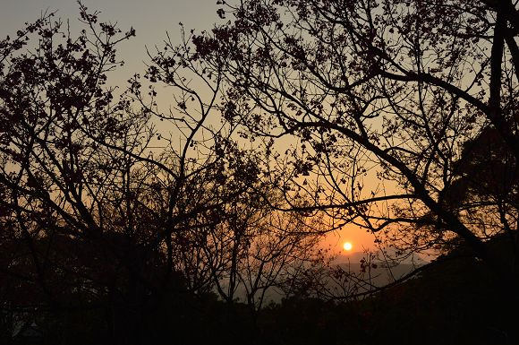 北投櫻花隧道28