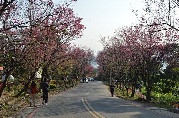 北投櫻花隧道05