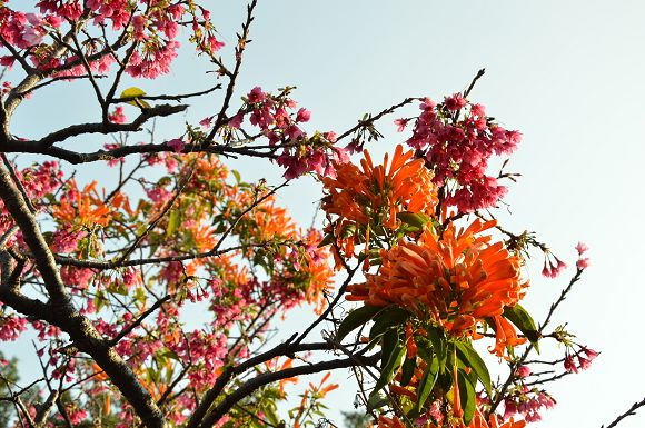 北投櫻花隧道14