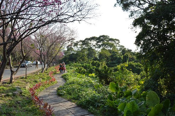 北投櫻花隧道25