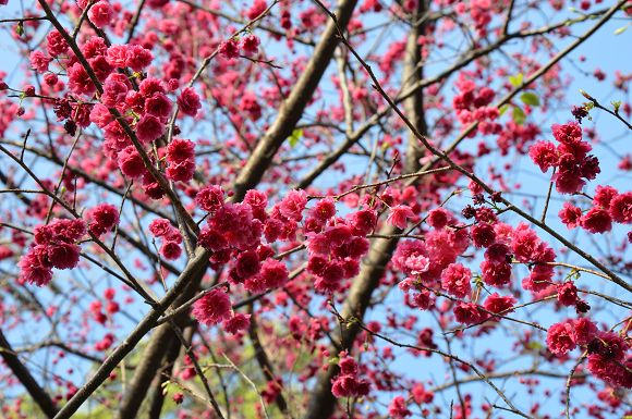 北投櫻花隧道21