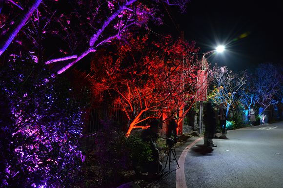 北投櫻花隧道33