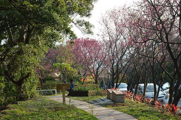 北投櫻花隧道20