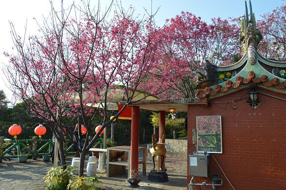 北投櫻花隧道10