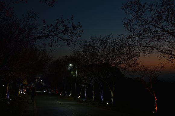 北投櫻花隧道30