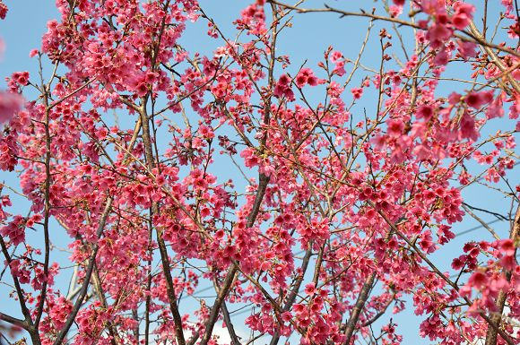 北投櫻花隧道16