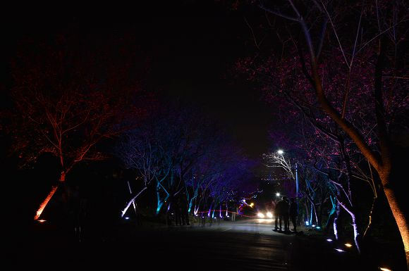 北投櫻花隧道46