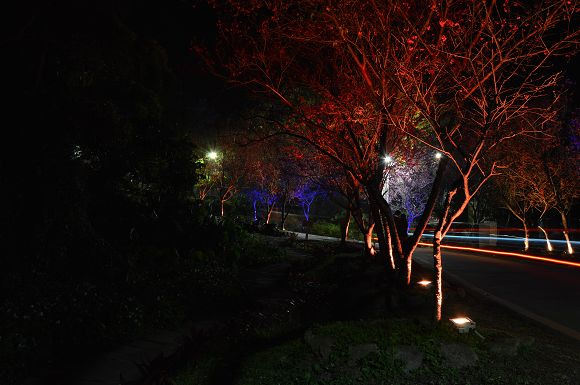 北投櫻花隧道43