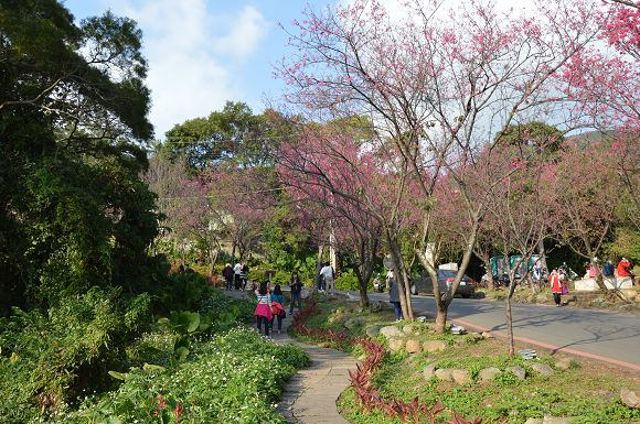 北投櫻花隧道07