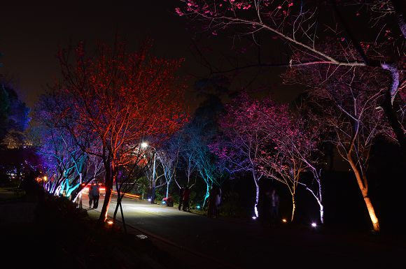 北投櫻花隧道03