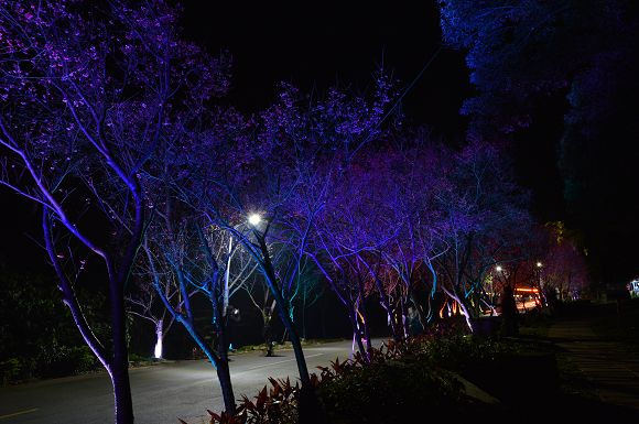 北投櫻花隧道37