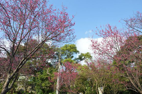 北投櫻花隧道06