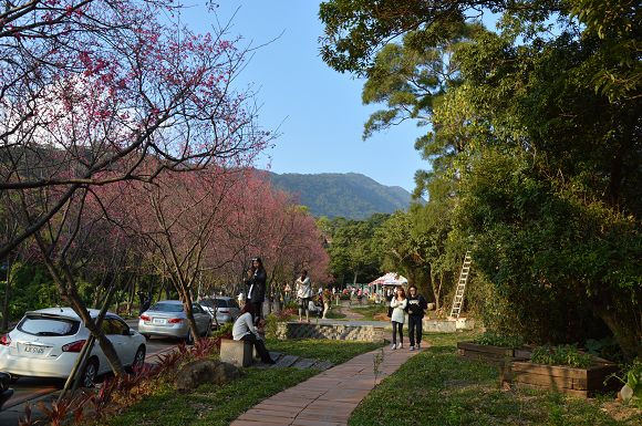 北投櫻花隧道26