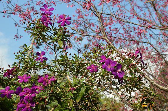 北投櫻花隧道11