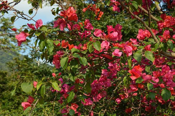 北投櫻花隧道12