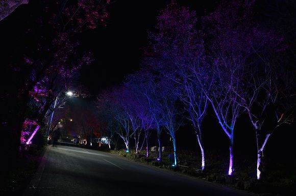 北投櫻花隧道02