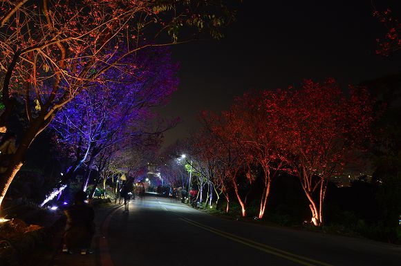 北投櫻花隧道41