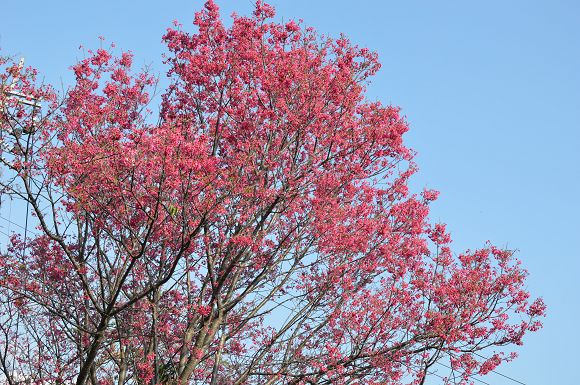 北投櫻花隧道08