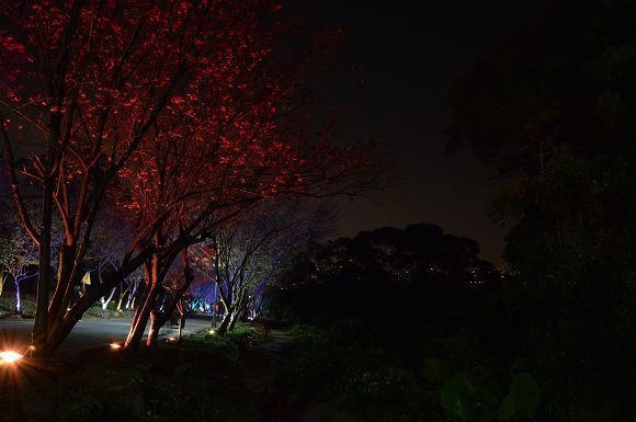 北投櫻花隧道42