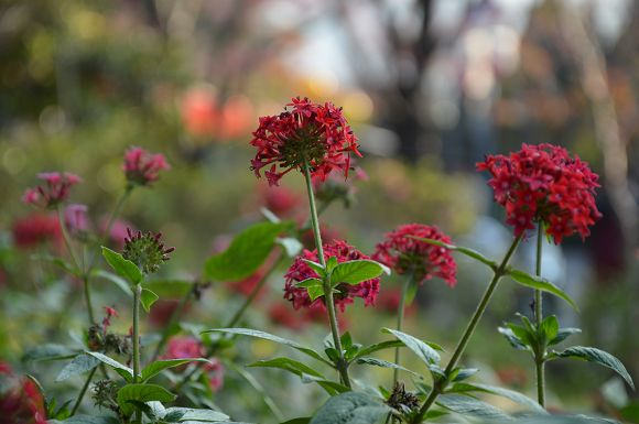 北投櫻花隧道15