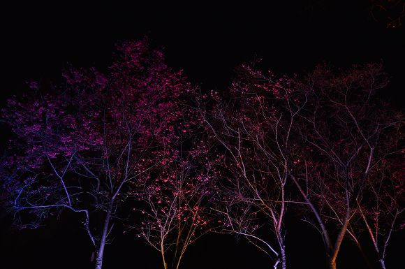 北投櫻花隧道45