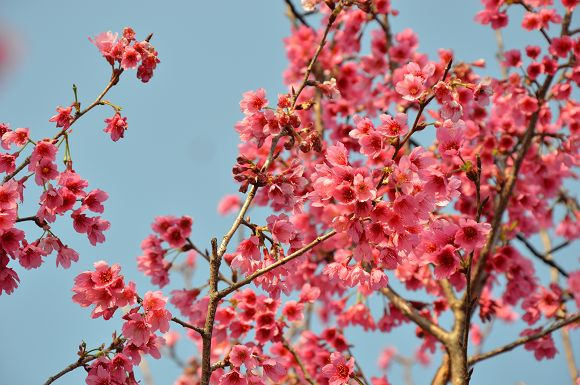 北投櫻花隧道19