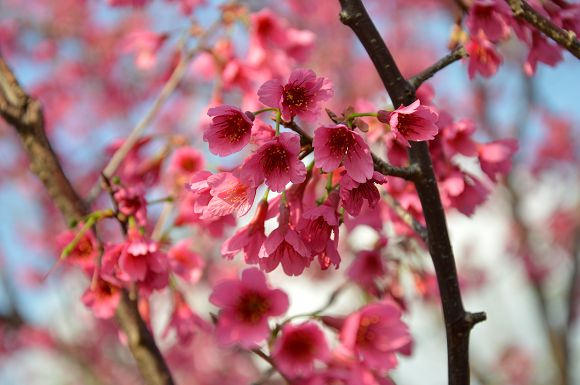 北投櫻花隧道17