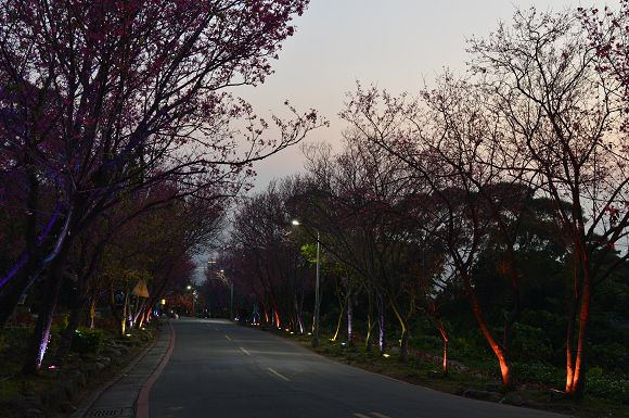 北投櫻花隧道29