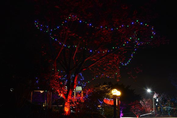 北投櫻花隧道47