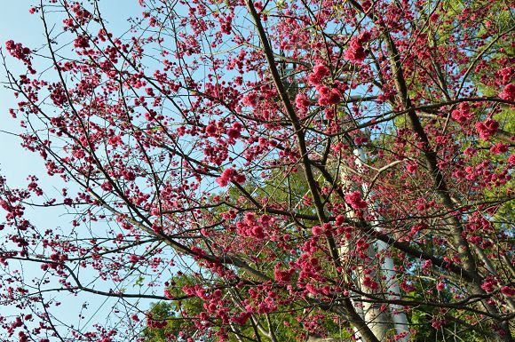 北投櫻花隧道22