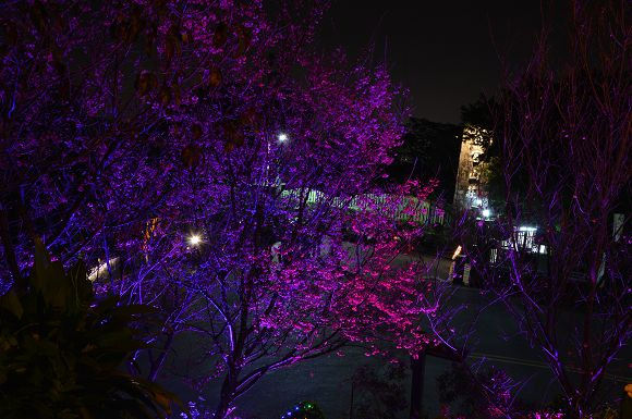 北投櫻花隧道35