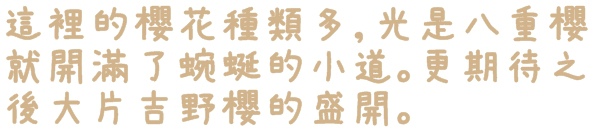 騰龍御櫻：【新北◍•ᴗ•◍新店】文山木柵老泉里✯私房景點・騰龍御櫻賞櫻｜漫山遍野櫻花林秘境[白色霧社山櫻、郁李、河津櫻、八重櫻]