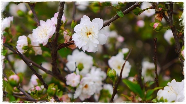 騰龍御櫻：【新北◍•ᴗ•◍新店】文山木柵老泉里✯私房景點・騰龍御櫻賞櫻｜漫山遍野櫻花林秘境[白色霧社山櫻、郁李、河津櫻、八重櫻]