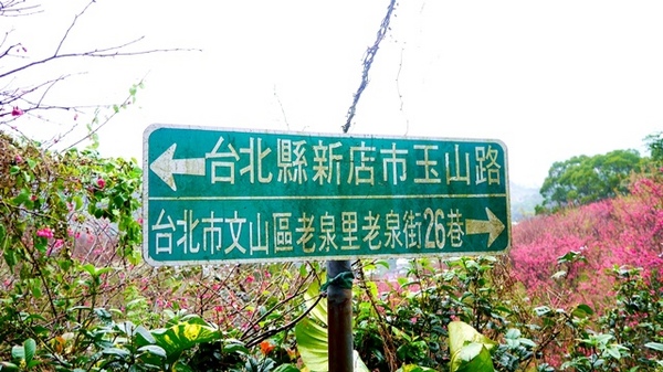 騰龍御櫻：【新北◍•ᴗ•◍新店】賞花・騰龍御櫻賞吉野櫻✯文山木柵貓空賞櫻景點｜漫山遍野櫻花林秘境[吉野櫻]