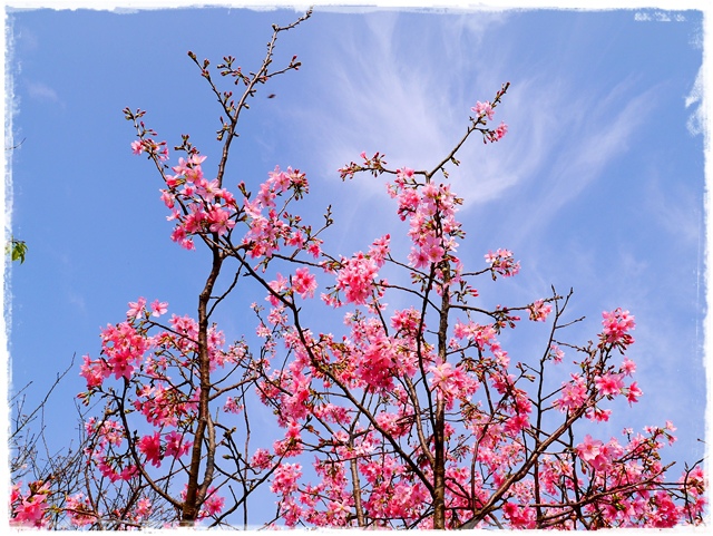 騰龍御櫻新店木柵老泉里滿山櫻花林秘境