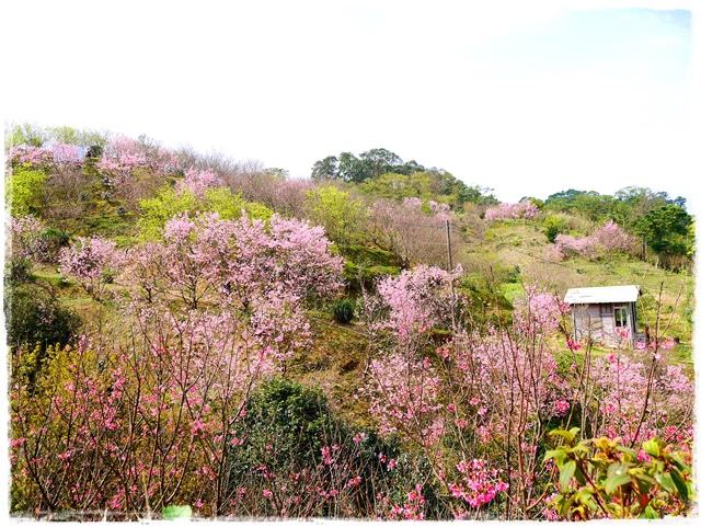 騰龍御櫻新店木柵老泉里滿山櫻花林秘境