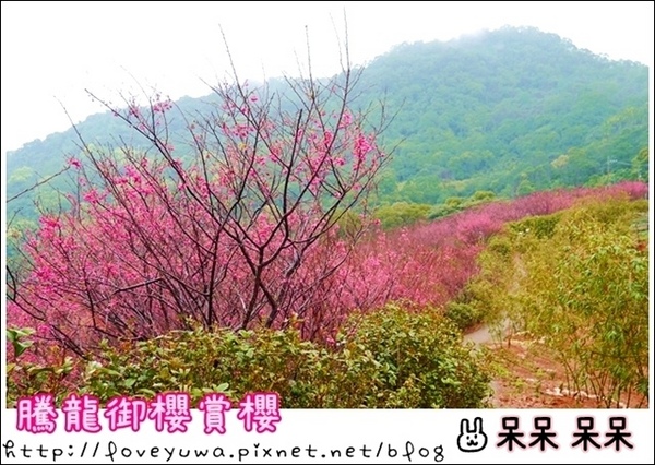 騰龍御櫻：【新北◍•ᴗ•◍新店】文山木柵老泉里✯私房景點・騰龍御櫻賞櫻｜漫山遍野櫻花林秘境[白色霧社山櫻、郁李、河津櫻、八重櫻]