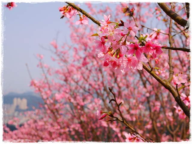 騰龍御櫻新店木柵老泉里滿山櫻花林秘境