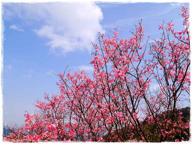 騰龍御櫻新店木柵老泉里滿山櫻花林秘境