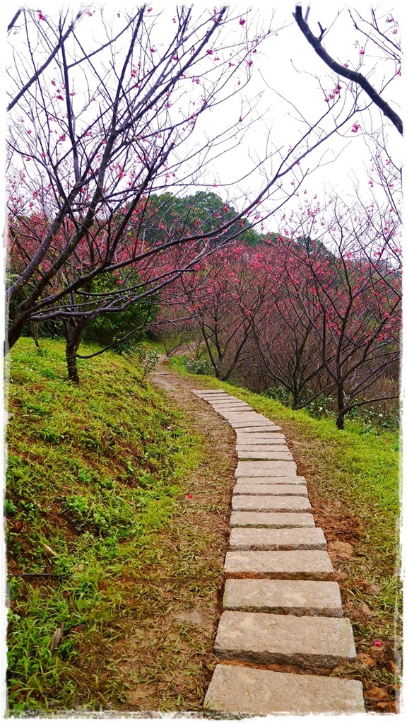 騰龍御櫻：【新北◍•ᴗ•◍新店】文山木柵老泉里✯私房景點・騰龍御櫻賞櫻｜漫山遍野櫻花林秘境[白色霧社山櫻、郁李、河津櫻、八重櫻]