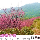 騰龍御櫻：【新北◍•ᴗ•◍新店】賞花・騰龍御櫻賞吉野櫻✯文山木柵貓空賞櫻景點｜漫山遍野櫻花林秘境[吉野櫻]