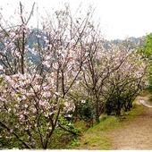 騰龍御櫻賞吉野櫻