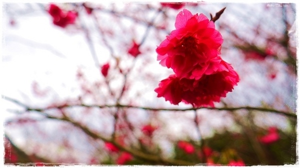 騰龍御櫻：【新北◍•ᴗ•◍新店】文山木柵老泉里✯私房景點・騰龍御櫻賞櫻｜漫山遍野櫻花林秘境[白色霧社山櫻、郁李、河津櫻、八重櫻]