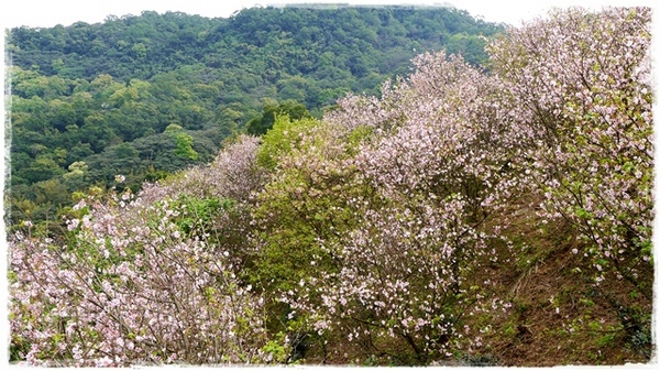 騰龍御櫻：【新北◍•ᴗ•◍新店】賞花・騰龍御櫻賞吉野櫻✯文山木柵貓空賞櫻景點｜漫山遍野櫻花林秘境[吉野櫻]