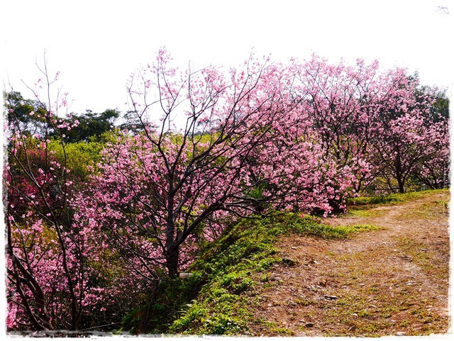 騰龍御櫻新店木柵老泉里滿山櫻花林秘境