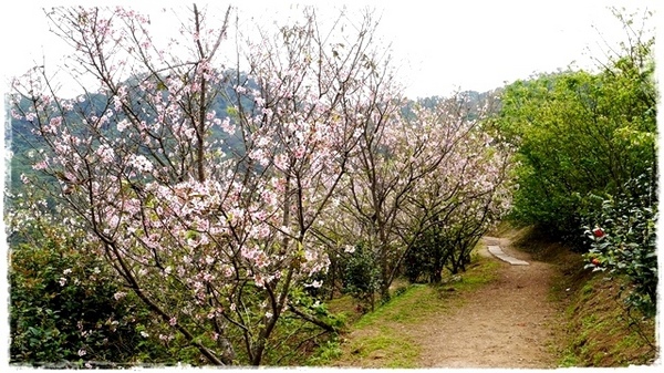 騰龍御櫻：【新北◍•ᴗ•◍新店】賞花・騰龍御櫻賞吉野櫻✯文山木柵貓空賞櫻景點｜漫山遍野櫻花林秘境[吉野櫻]